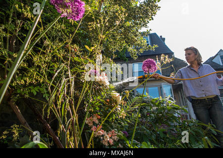 Eine Dame Gewässern ihren Garten mit dem Sommer Sonnenschein, reißt mit einem hintergrundbeleuchteten Spray von Wasser aus dem Schlauch Stockfoto