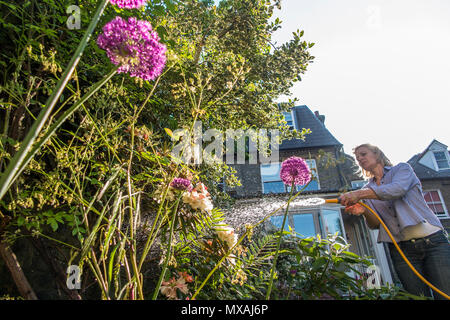 Eine Dame Gewässern ihren Garten mit dem Sommer Sonnenschein, reißt mit einem hintergrundbeleuchteten Spray von Wasser aus dem Schlauch Stockfoto