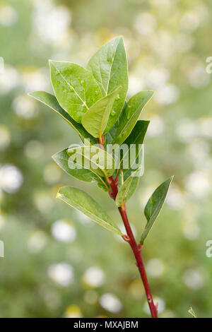 Lorbeer (Laurus nobilis) (bay Laurel/Lorbeerbaum) Die aromatischen Blätter zum Würzen in der Küche Verwendung, die in der Mittelmeerregion. Stockfoto