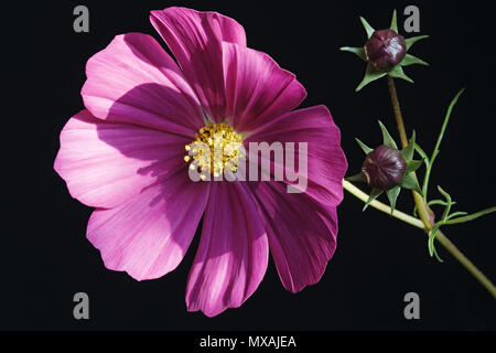 Garten Kosmos (Cosmos Bipinnatus). Als mexikanische Aster und Schneiden blatt Kosmos auch bekannt. Stockfoto