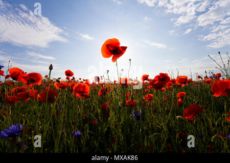 Fantastische Aussicht auf wunderbare Mohnfeld Ende Mai. Herrlich blühenden beleuchtet nach Sommer Sonne rot wilde Blumen gegen strahlend blauen Himmel mit Puffy weißen c Stockfoto