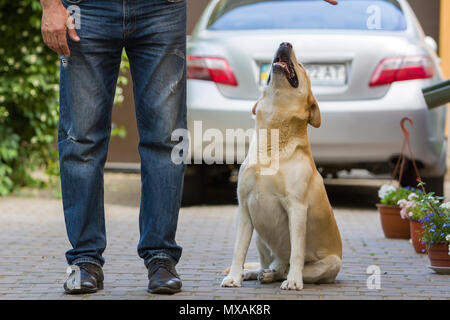 Groß geworden - gelber Hund Labrador sitzen in gepflasterter Hof bei man Beine und betrachten oben Inhaber auf der Rückseite anzeigen Auto und grünen Pflanzen Hintergrund verschwommen. Fr Stockfoto