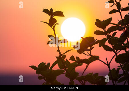 Schönen Kontrast Bild von klaren Silhouetten von Ästen mit dunkelgrünen Blätter gegen große helle weiße Sonne auf dramatische orange Goldgelb Stockfoto