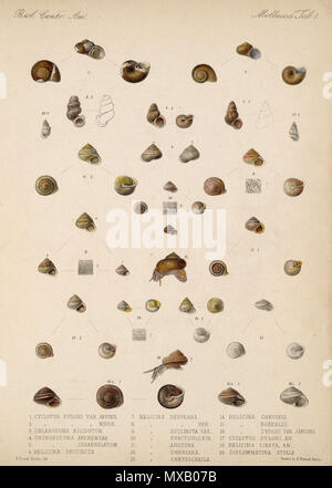 . Español: Eduard von Marten 1890-1901: biologia Centrali - Amerika Land- und Süßwasser Mollusca (Lamellen de Libro). Zwischen 1890 und 1901. Eduard von Marten (1831-1904) 179 Eduard von Marten 1890-1901 742 Stockfoto