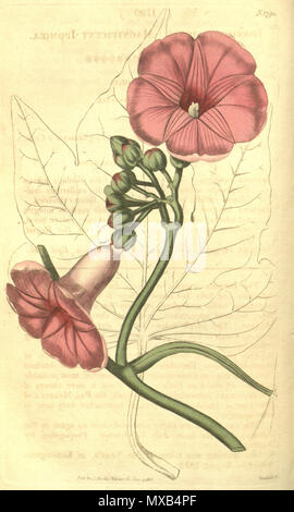 . Ipomoea mauritiana. 1816. John Sims 300 Ipomoea mauritiana (wie I. insignis) Bot. Mag. 43.1790 Stockfoto