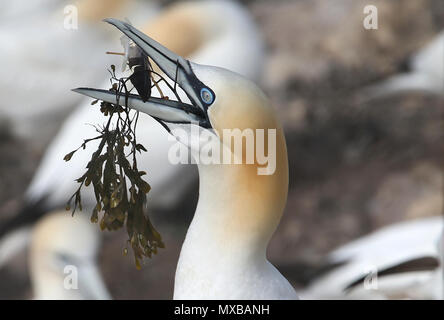 Eine nördliche Gannett nimmt Algen am Bass Rock in der Firth-of-Forth, wo Tausende von das Meer Vögel sammeln, Nistmaterial, wie Sie für die neue Saison vorbereiten, bilden die größte Insel Kolonie Basstölpel in der Welt. Stockfoto