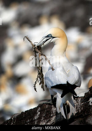 Eine nördliche Gannett nimmt Algen am Bass Rock in der Firth-of-Forth, wo Tausende von das Meer Vögel sammeln, Nistmaterial, wie Sie für die neue Saison vorbereiten, bilden die größte Insel Kolonie Basstölpel in der Welt. Stockfoto