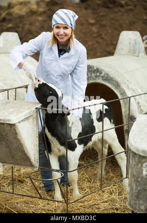 Lächelnd vet Pflege des neugeborenen Kalb im Tierhaltungsbetrieb Stockfoto