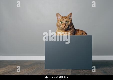 Ingwer süße Katze sitzt in einem grauen Kästchen und Suchen neugierig in die Kamera. Stockfoto