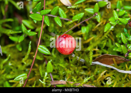 Vaccinium oxycoccos ist eine Pflanzenart aus der Gattung der blühenden Pflanze in der Heide Familie. Sie wird durch den gemeinsamen Namen kleine Cranberry, Moosbeere Moor, Sumpf cranber Stockfoto