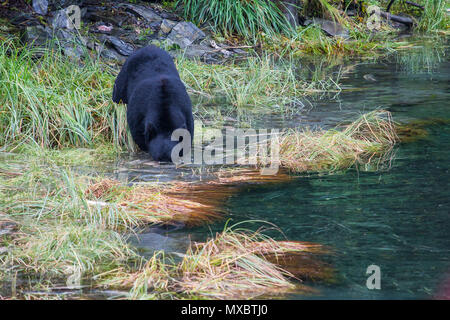 Der amerikanische Schwarzbär (Ursus americanus) ist eine mittelgroße tragen in Nordamerika heimisch. Auf der Suche nach Nahrung in kleinen Creek. Lachs Stockfoto