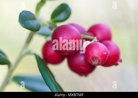 Vaccinium vitis-idaea (preiselbeere, partridgeberry oder Cowberry) ist ein immergrüner Strauch in der Heide Familie, die genießbare Früchte trägt, beheimatet in Bor Stockfoto