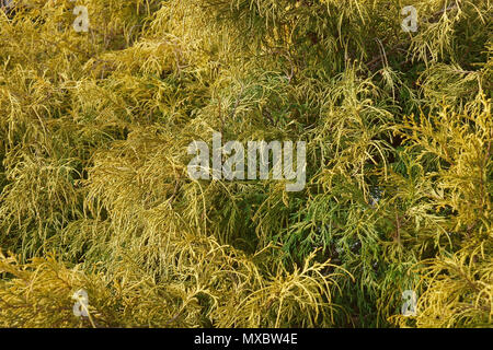 Gold Zwerg threadleaf falsch Zypresse (Chamaecyparis pisifera Filifera Aurea Nana) Stockfoto