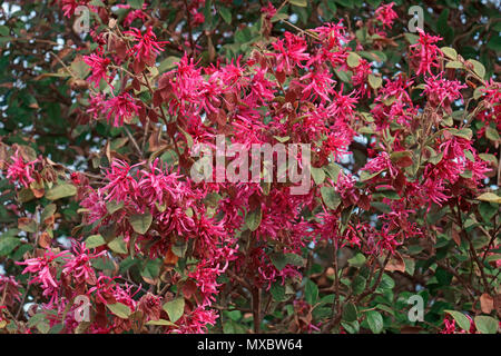 Best Western Bowen (loropetalum Loropetalum chinense var. rubrum). Stockfoto