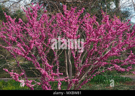 Don Egolf chinesischen Redbud (Cercis chinensis Don Egolf). Stockfoto