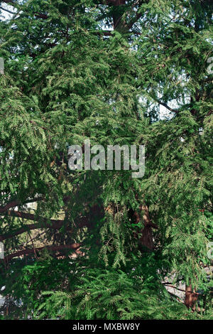 Japanische torreya (torreya Nucifera). "Japanische Muskatnuss - Eibe und Kaya auch. Stockfoto