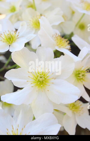 Clematis cartmanii "Lawine", ein immergrüner, keine Clematis beschneiden, in der Blüte im Frühjahr, Großbritannien Stockfoto