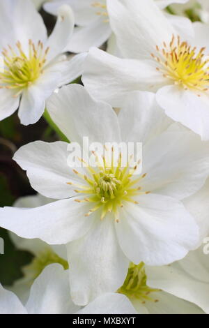 Clematis cartmanii "Lawine", ein immergrüner, keine Clematis beschneiden, in der Blüte im Frühjahr, Großbritannien Stockfoto