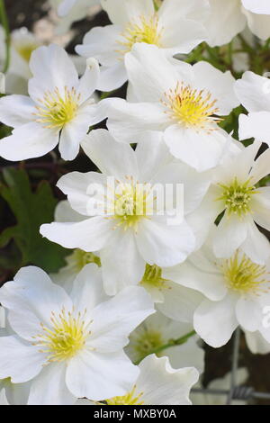 Clematis cartmanii "Lawine", ein immergrüner, keine Clematis beschneiden, in der Blüte im Frühjahr, Großbritannien Stockfoto