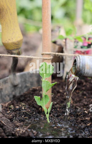 Lathyrus Odoratus. Die Bewässerung eine junge Sweet pea plant an der Basis von einem Stock und Garn wigwam Anlagenbetreuung, Frühling, Großbritannien Stockfoto