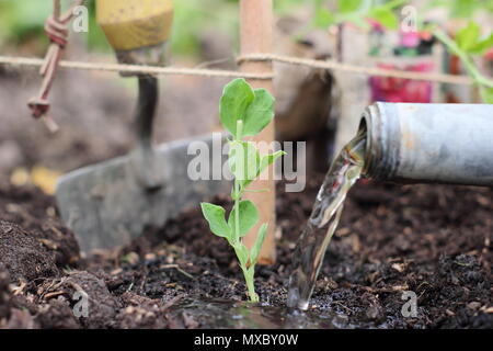 Lathyrus Odoratus. Die Bewässerung eine junge Sweet pea plant an der Basis von einem Stock und Garn wigwam Anlagenbetreuung, Frühling, Großbritannien Stockfoto