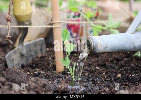 Lathyrus Odoratus. Die Bewässerung eine junge Sweet pea plant an der Basis von einem Stock und Garn wigwam Anlagenbetreuung, Frühling, Großbritannien Stockfoto