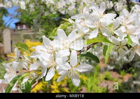 Malus transitoria. Cut blatt Crab Apple Blüte im Frühjahr, England, Großbritannien Stockfoto