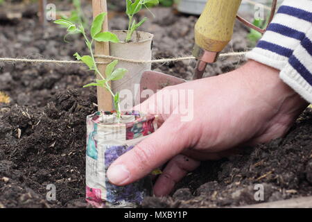 Lathyrus Odoratus. Junge Pflanzen Sweet pea Pflanzen in Recyclingpapier Töpfe auf der Basis von Zuckerrohr wigwam Anlage unterstützt, Frühling, Großbritannien Stockfoto