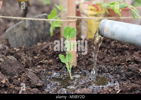 Lathyrus Odoratus. Die Bewässerung eine junge Sweet pea plant an der Basis von einem Stock und Garn wigwam Anlagenbetreuung, Frühling, Großbritannien Stockfoto