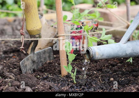 Lathyrus Odoratus. Die Bewässerung eine junge Sweet pea plant an der Basis von einem Stock und Garn wigwam Anlagenbetreuung, Frühling, Großbritannien Stockfoto