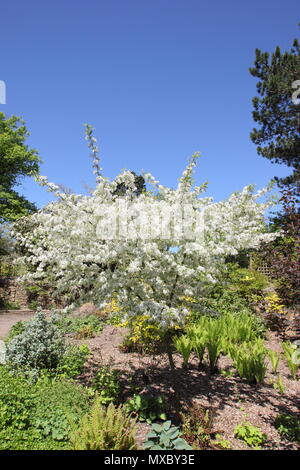 Malus transitoria. Cut blatt Crab Apple Tree in voller Blüte im Frühjahr, England, Großbritannien Stockfoto