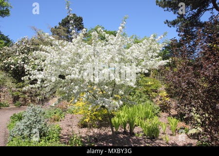 Malus transitoria. Cut blatt Crab Apple Tree in voller Blüte im Frühjahr, England, Großbritannien Stockfoto