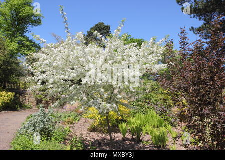 Malus transitoria. Cut blatt Crab Apple Tree in voller Blüte im Frühjahr, England, Großbritannien Stockfoto