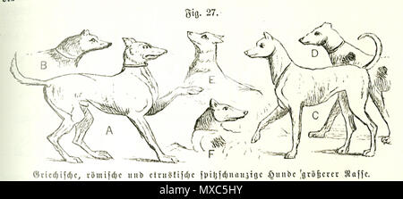 . Ludwig Beckmann (1822-1902): Abbildung in: Geschichte und Beschreibung der Deutschland des Hundes. Band 1, Verlag von Friedrich Vieweg und Sohn, Braunschweig 1894, S. 69. 1894. Ludwig Beckmann (1822-1902) 381 Ludwig Beckmann Abbildung Katzen Stockfoto