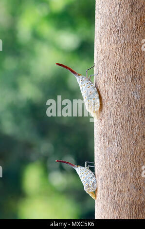 Laterne bug. pyrops oculata Arten aus Malaysia. Stockfoto