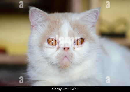 Exotic Shorthair Katze Nahaufnahme. Stockfoto