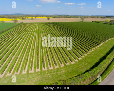 Einheitliche Reihen von Ernten bilden eine abstrakte Muster aus der Luft in der Landschaft von Kent, Großbritannien Stockfoto