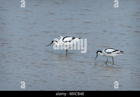 Paar Avocets füttern.Norfolk, England Stockfoto