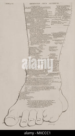 . Deutsch: Das linke Bein von einem der beiden kolossale Statuen von Amenophis/Amenhotep III in Luxor. Richard Pococke. Eine Beschreibung des Ostens, und in einigen anderen Ländern, London, W. Bowyer, MDCCXLV (1743-1745). 1743. Richard Pococke (1704 - 1765) Beschreibung Britischer anglikanischer Priester, Ägyptologe, Reiseschriftsteller, Archäologe und Schriftsteller irischer Bischof Geburtsdatum / Tod 19. November 1704 den 25. September 1765 Ort der Geburt / Todes Southampton Ballynahinch Castle Authority control: Q 1291915 VIAF: 54245430 ISNI: 0000 0000 79755633 ULAN: 500109735 LCCN: Nr: 11768757 91021516 GND X WorldCat 412 Stockfoto