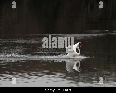 Ein Schwan, es ist Spiegelbild im Wasser wie es in Land kommt, mit den Flügeln ausgestreckt, auf dem Fluss an Devoran, Cornwall. Stockfoto