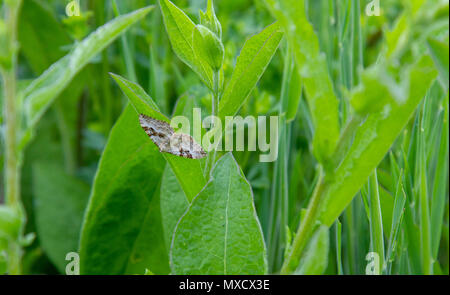 Silber - Boden Teppich Schmetterling auf Blatt Stockfoto