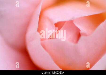 Makro blurry Rose flowerhead hautnah. Feine rosa colores floral background. Stockfoto