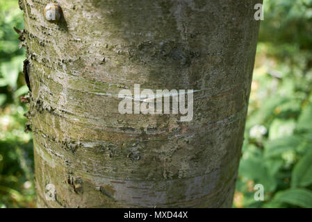 Betula alleghaniensis Britton Rinde Stockfoto