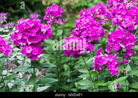 Phlox paniculata ' Pfau Neon Purple ' Grden Grenze mehrjährige Blumen Stockfoto