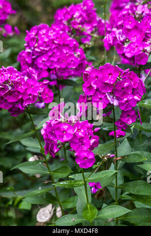 Garten Phlox paniculata ' Pfau Neon Purple ' Stockfoto