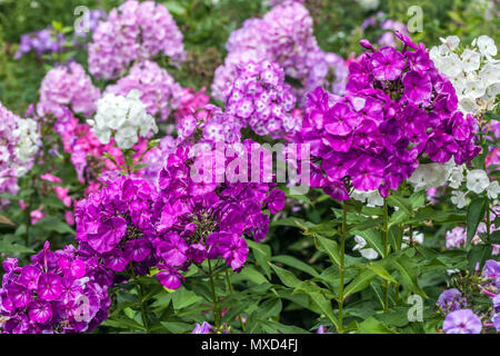 Phlox paniculata 'Peacock Neon Purple' Stockfoto