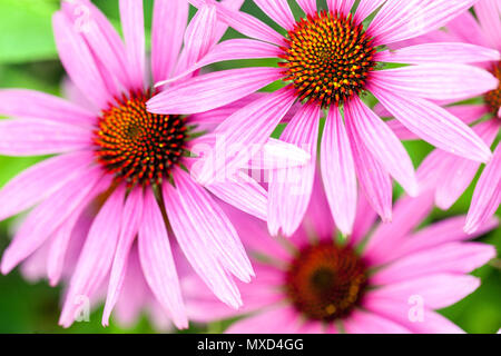 Echinacea purpurea, Purple Coneflower Garden, Blumen, rosa Blumenköpfe aus der Nähe Stockfoto