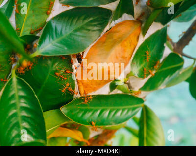 Red Ant's Nest Stockfoto