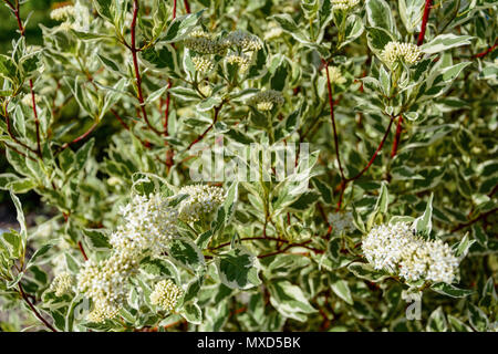 Cornusalba dekorative Garten baum Rasen weiß mit kleinen Blättern 2018 Stockfoto