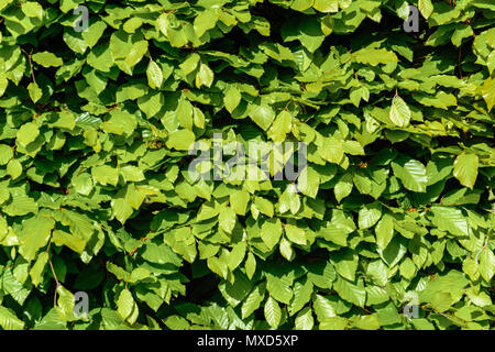 Grüne hainbuche Igel im Frühjahr schließen bis 2018 Stockfoto